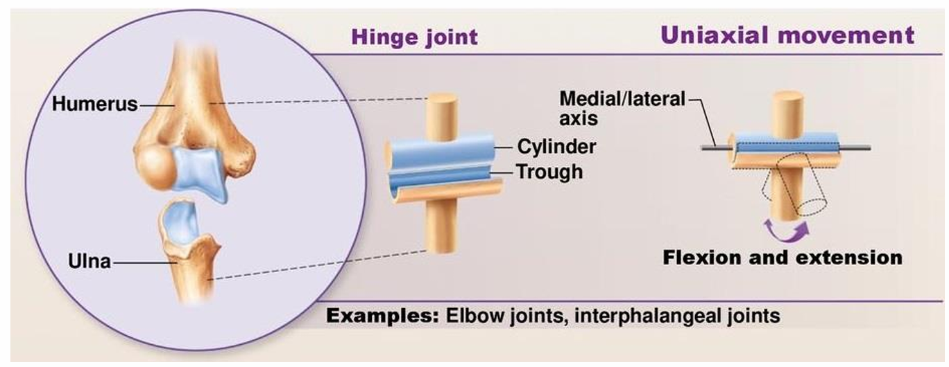 Analogy between the human arm and a robot arm