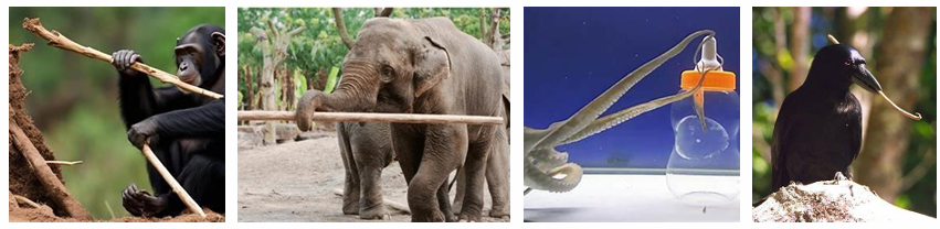 From left to right: a chimpanzee using a stick, an elephant using a log, an octopus using a tool in an experiment, and a crow making tools.