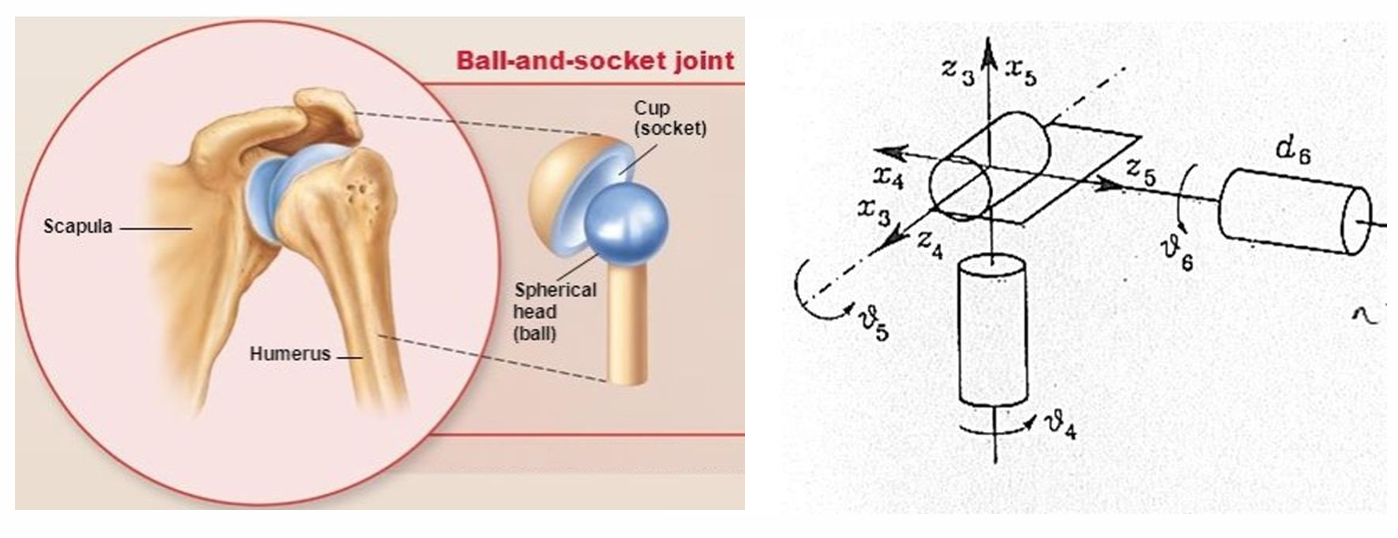 Analogy between the human arm and a robot arm