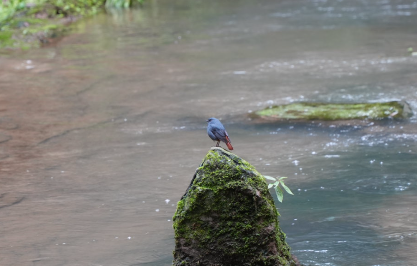 Plumbeous Water Redstart
